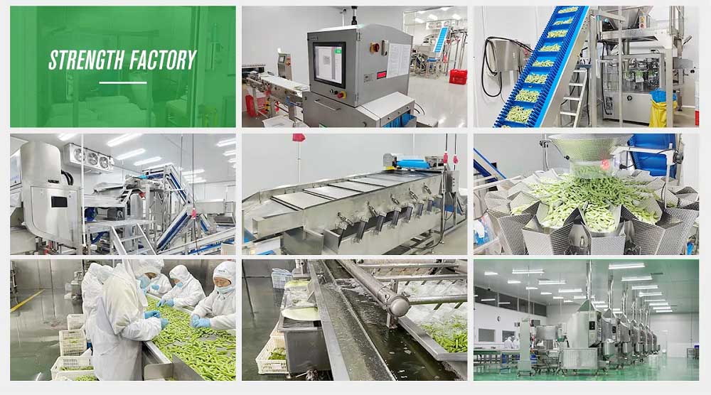 Frozen Bean Sprouts Factory Frozen bean sprouts factory processing and export supply reference