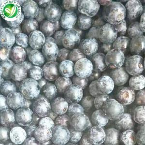 Producători de afine congelate