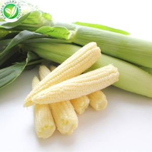 Pret en-gros de porumb congelate pentru copii