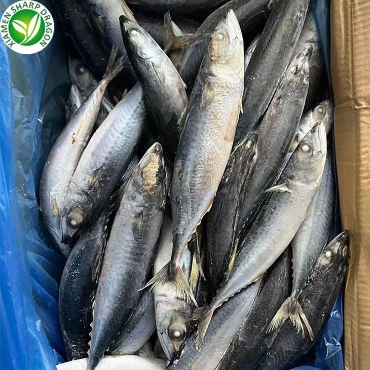 Frozen Whole Round Horse Mackerel